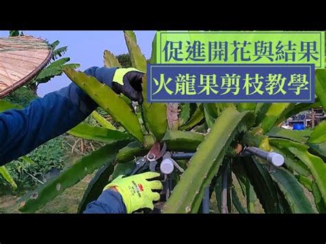 龍珠果種植|正確剪枝火龍果(龙珠果)，促進它開花結果 